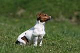 JACK RUSSEL 050